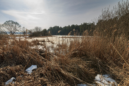 松林池塘最后的冰