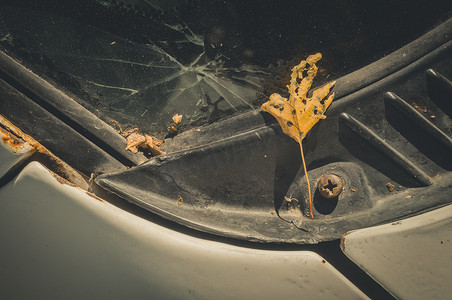 一辆旧车破裂的挡风玻璃上一棵树上的秋天干叶。