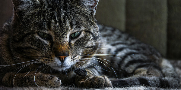 虎斑猫的特写肖像，家养黑棕色猫，绿眼睛特写