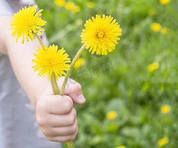 快乐童年的概念，在大自然模糊的背景下，孩子手里的黄色蒲公英，在开放的地方