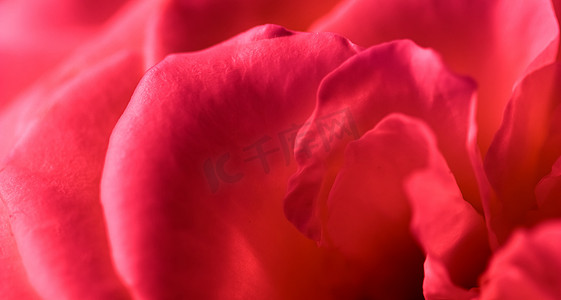 红色邀请卡摄影照片_植物学概念，邀请卡-软焦点，抽象花卉背景，红玫瑰花。