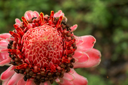 以深绿色植被为背景的自然环境中充满活力的粉红色火炬姜花的顶视图。