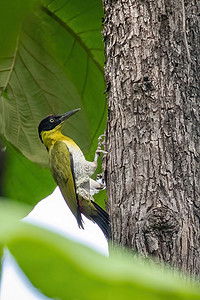 黑头啄木鸟 (Picus erythropygius) 的图像栖息在自然背景下的一棵树上。