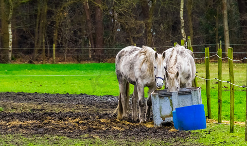 宠物喂食摄影照片_一对白马夫妇一起吃干草、宠物和动物护理的特写