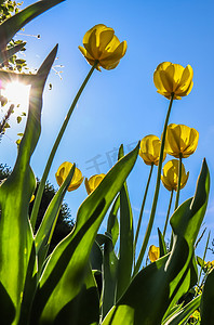 蓝天背景上美丽的黄色郁金香，春园里阳光明媚