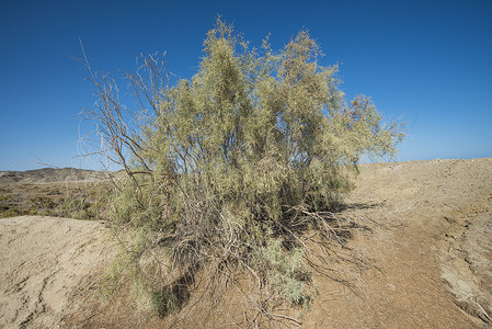 沙漠沙丘上的灌木植被