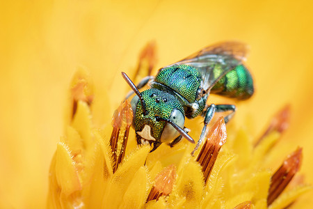 Ceratina (Pithitis) smaragdula 在黄色花粉上的图像在自然背景下采集花蜜。