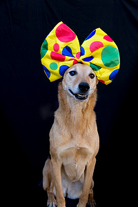 点摄影照片_头上戴着大圆点蝴蝶结的狗的肖像