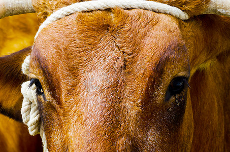 一只大牛头的特写，用绳子绑在水槽上，农场动物