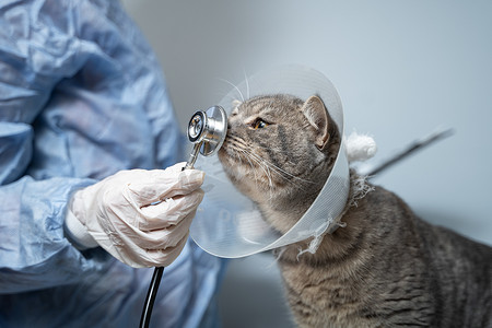 宠物健康摄影照片_宠物的兽医和医学主题。
