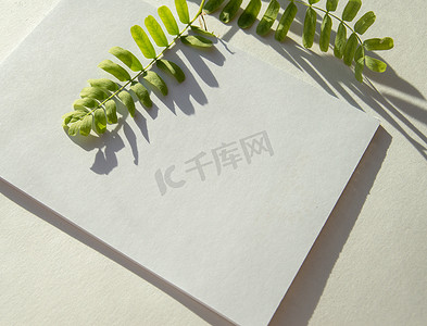 白色背景上有叶子的绿色植物树枝的阳光和阴影，白纸上的反射，空间的副本