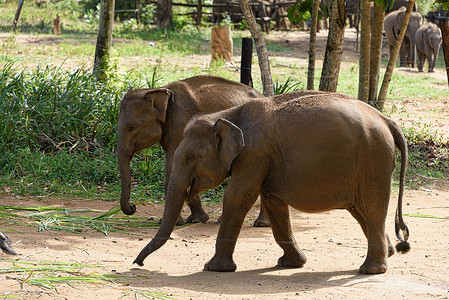 喂食时间后，年轻的大象聚集成群