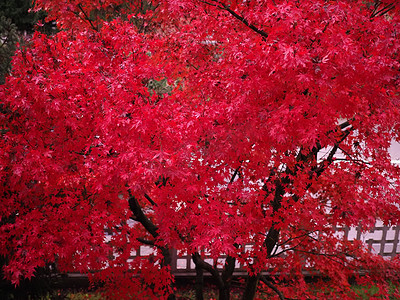 红枫槭树