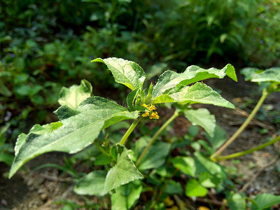 战火摄影照片_具有自然背景的节点杂草（也称为 Synedrella nodiflora、synderella 杂草）。