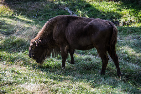 罗塔尔山脉森林中的野牛群