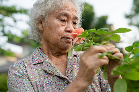 阳光明媚的花园里，亚洲高级或年长的老妇人带着粉红色的橙色玫瑰花。