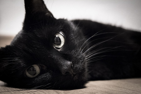 抬头仰望的猫摄影照片_躺在地板上的黑猫 作者：Gema Ibarra