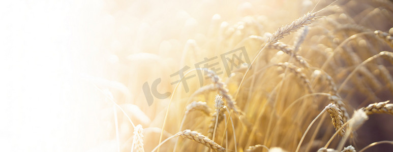 硬脑膜摄影照片_面粉生产用谷物的小麦茎，麦田。
