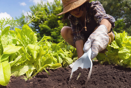 女孩播种摄影照片_一个戴着手套的小女孩在花园里准备播种用的土壤。
