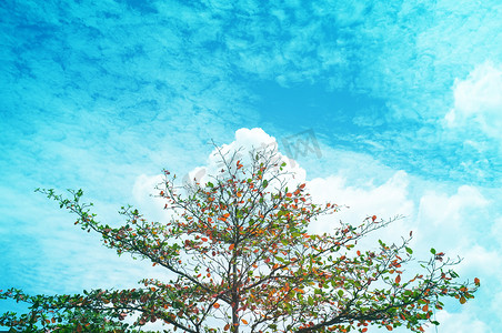 单树和天空，云彩使用效果蓝色渐变，自然背景，复制空间。