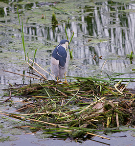 有趣的黑冠夜鹭正在湖里寻找食物