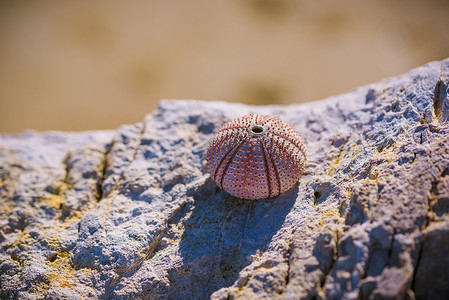 有小珠样式的海胆棘皮动物壳放在岩石上，在