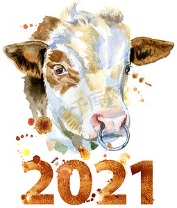 2021 号白牛的水彩插图