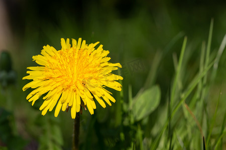 绿黄花摄影照片_草地上绿草中的黄色蒲公英