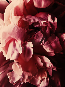 红牡丹花作为假日品牌的抽象花卉背景