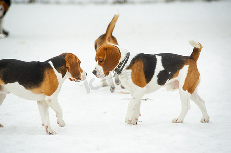 比格犬品种的狗在冬天户外的雪地里玩耍