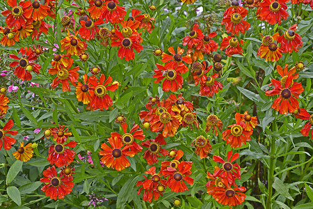 花园花境的特写，色彩缤纷的Helenium“Moerheim Beauty”