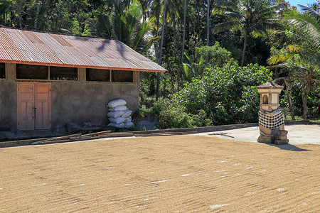刚收获的水稻种子被放置在阳光下晒干