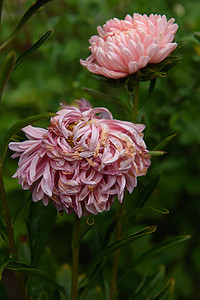 在花坛特写镜头的桃红色牡丹形的翠菊