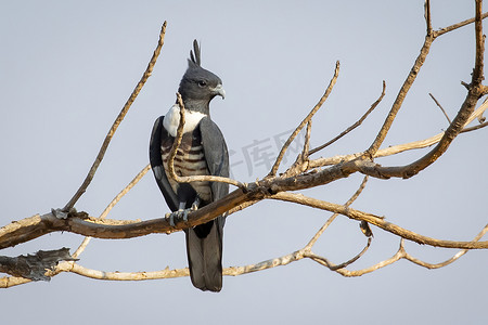 黑白小鸟摄影照片_黑巴扎 (Aviceda leuphotes) 的图像栖息在自然背景的树枝上。
