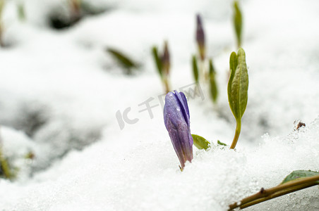 初摄影照片_2020 年 3 月 22 日初雪初开春花