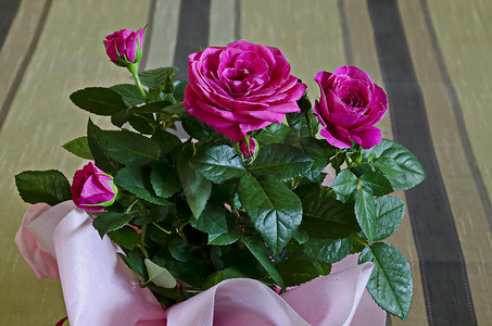 粉红色包装中的几朵新鲜粉红色玫瑰花束
