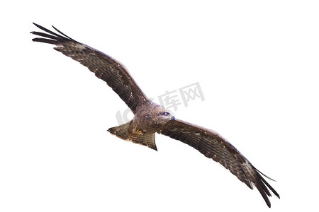 黑鸢 (Milvus migrans) 猛禽猛禽与斯普雷一起飞行