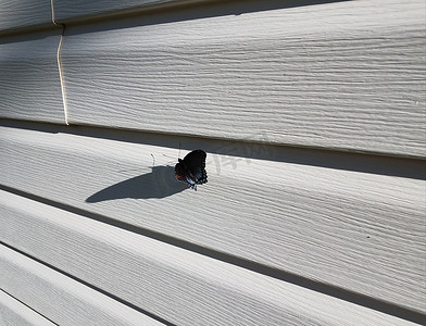 白色房屋壁板上长着橙色和蓝色翅膀的黑色蝴蝶