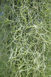 西班牙苔藓，Tillandsia usneoides