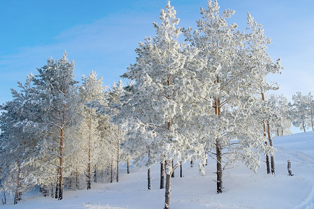 山上的松树被雪覆盖