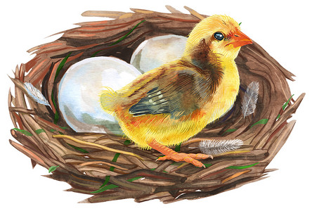 手绘水彩艺术鸟巢鸡蛋和鸡，复活节设计。