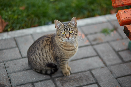 一只绿眼睛的灰猫坐在铺路板上，流浪猫
