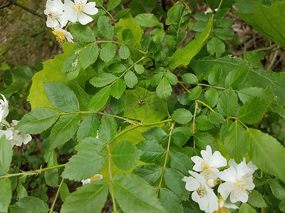 绿叶上的黑蜘蛛，开着白花