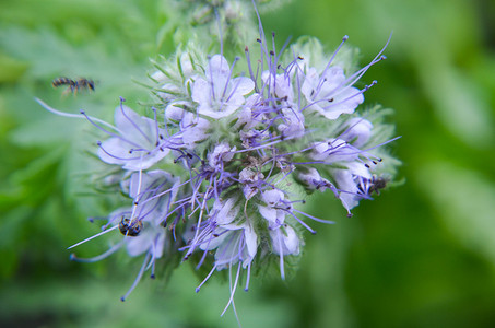 phacelia 花 tanacetifolia 和谦卑的蜜蜂采集花蜜的特写