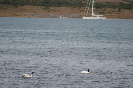 黑颈天鹅 Cygnus melancoryphus 在海上。