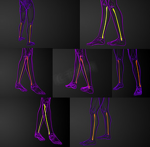 腓骨骨的 3d 渲染医学插图