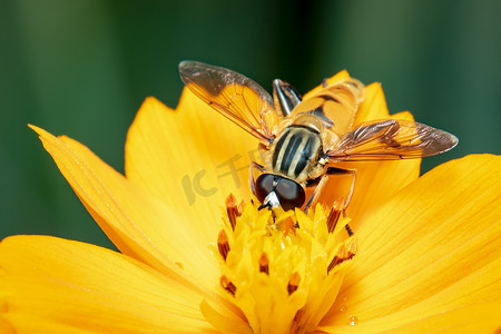 授粉摄影照片_黄花花粉上的花蝇或食蚜蝇（Helophilus insignis）在自然背景下吸食花蜜的图像。