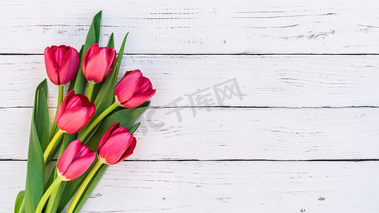 春天郁金香花摄影照片_白色背景中的一束红色郁金香花