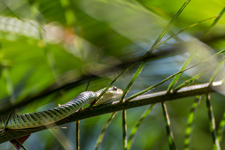 树上的蛇 (Chrysopelea ornata)