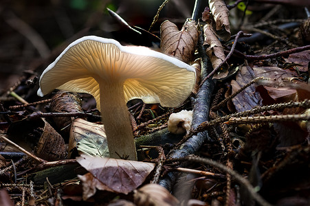色彩缤纷的秋季森林中的 Infundibulicybe geotropa 僧头蘑菇真菌